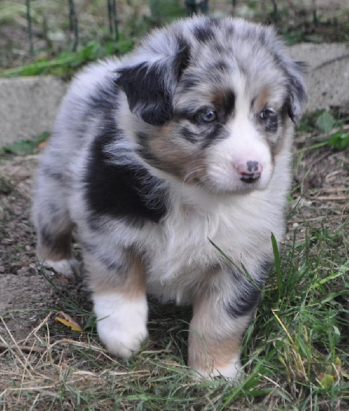 Chiot Berger Australien du Haras des Pierres de Lune