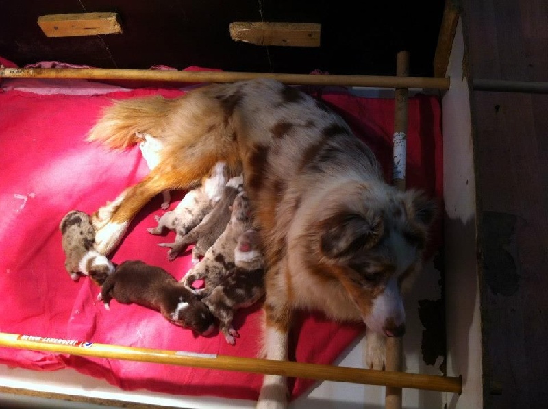 Chiot Berger Australien du Haras des Pierres de Lune