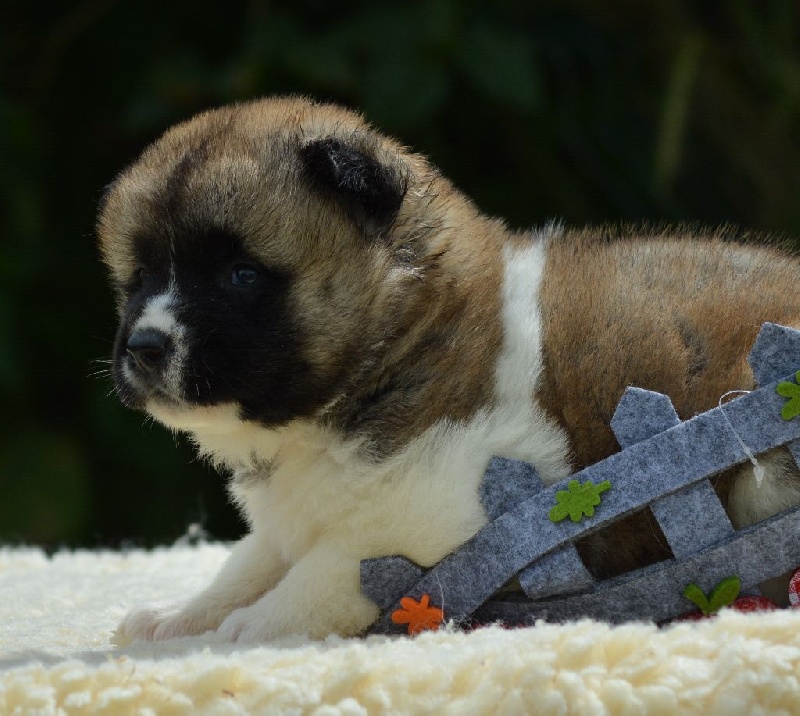 Chiot Akita americain du Haras des Pierres de Lune