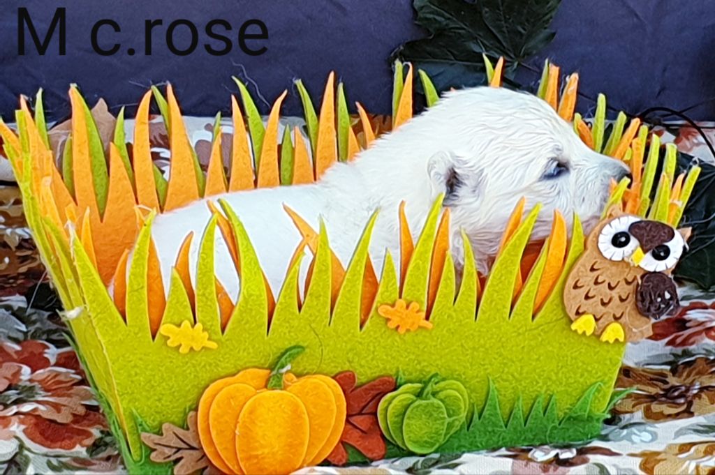 CHIOT c.rose