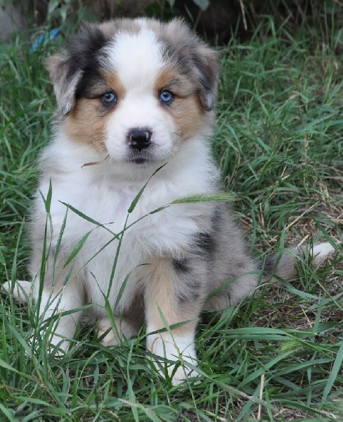 du Haras des Pierres de Lune - Berger Australien - Portée née le 11/07/2015