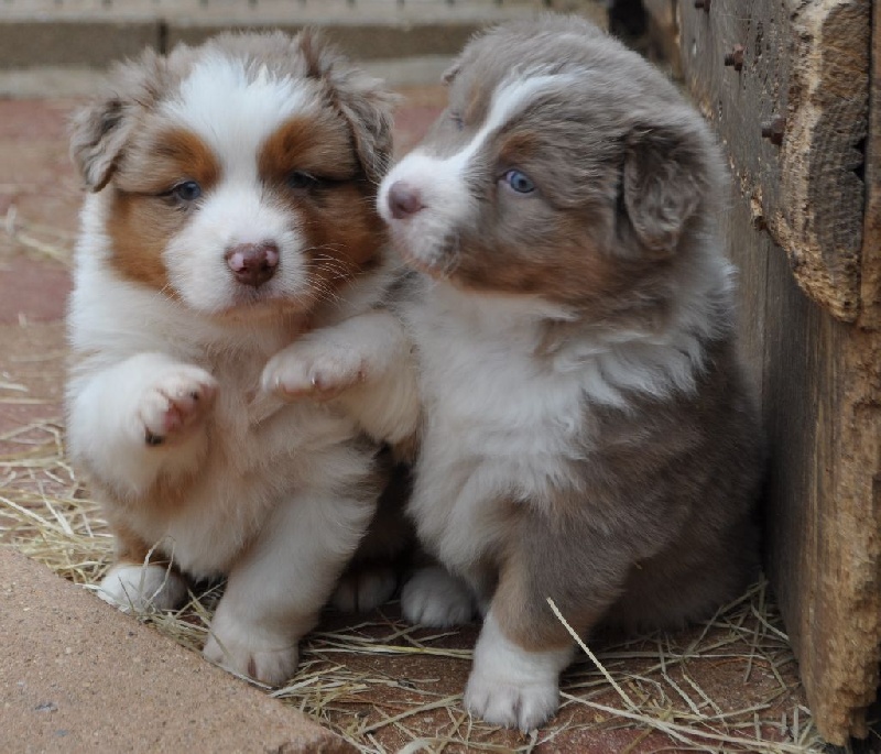 Chiot Berger Australien du Haras des Pierres de Lune